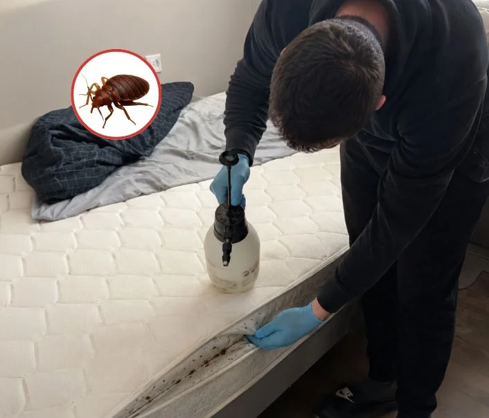 Technicien traitant un matelas contre les punaises de lit à Fontenailles